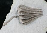 Very D Agaricocrinus Crinoid From Crawfordsville #15930-2